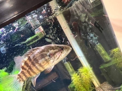 オヤニラミ