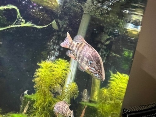 オヤニラミ