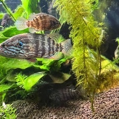 オヤニラミ