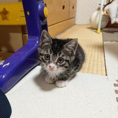 ❴里親さんのお引渡し決まりました❵生後1〜2ヶ月♀姉妹仔猫