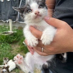 牧場で猫がたくさん産まれました
