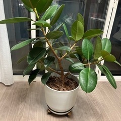 フィカス　鉢植え付き