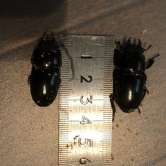 ヒラタクワガタ、メス １匹