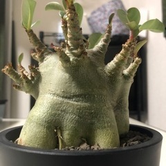 塊根植物・アガベ・ユーフォルビア・ビザールプランツ
