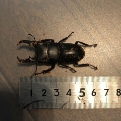 ヒラタクワガタ、オス