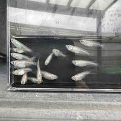 メダカ【ピュアホワイト】幼魚~若魚　１０匹