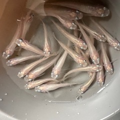 メダカ【ピュアホワイト】若魚~成魚　１０匹　ダルマ血有りの画像