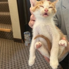 生後2ヶ月の茶トラの男の子 はにーくん トライアル決まりました