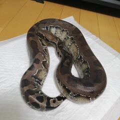 【受付終了⠀】スマトラブラッドパイソン