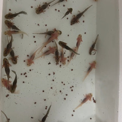 ウーパールーパー赤ちゃん 1匹500円