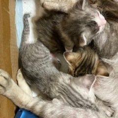 5月15日生まれの子猫　里親募集