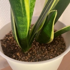サンセベリア 観葉植物　生活雑貨 家庭用品 ガーデニングの画像