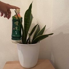 サンセベリア 観葉植物　生活雑貨 家庭用品 ガーデニングの画像