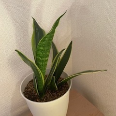 サンセベリア 観葉植物　生活雑貨 家庭用品 ガーデニングの画像