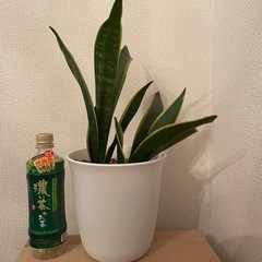 サンセベリア 観葉植物　生活雑貨 家庭用品 ガーデニングの画像