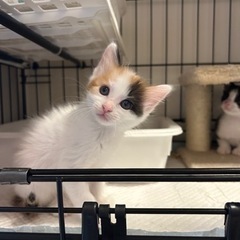 一ヶ月弱三毛猫三姉妹