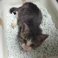 キジシロ♥うー君【トライアル決定しました】
