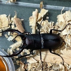 ノコギリクワガタ　水牛　雄　６月２０日採取