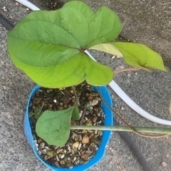 自然薯の2年生苗を差し上げます