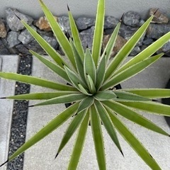 アガベ　白閃光　ハクセンコウ　①の画像