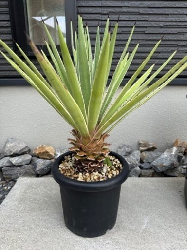 アガベ 白閃光 ハクセンコウ ① 販売 アガベ ハクセンコウ(白閃光)①