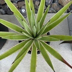 アガベ　白閃光　ハクセンコウ　②の画像