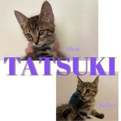 🤍たつき🤍撫でられるの好きになった男の子🐱推定3月末生まれ