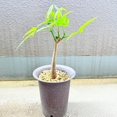 観葉植物⭐︎パキラ③