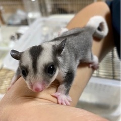 ベタ慣れ必須！！フクロモモンガ　モザイク♂