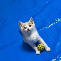 生後2ヶ月のクリーム色の男の子 ラテくん トライアル決まりました
