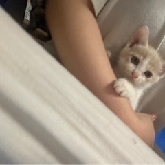 生後2ヶ月のクリーム色の男の子 ソイくん トライアル決まりました - 猫