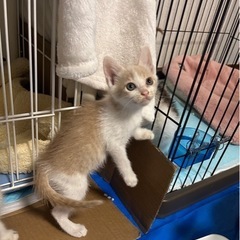 生後2ヶ月のクリーム色の男の子 ソイくん トライアル決まりました - 石巻市