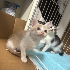 生後2ヶ月のクリーム色の男の子 ソイくん トライアル決まりましたの画像