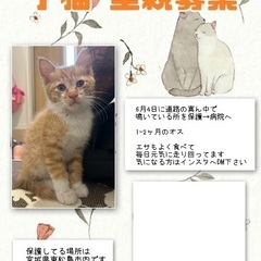生後2ヶ月ほど オス 子猫