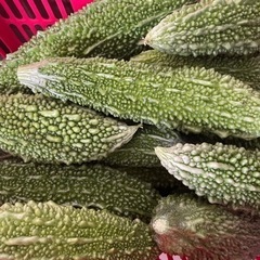 ゴーヤー1キロ