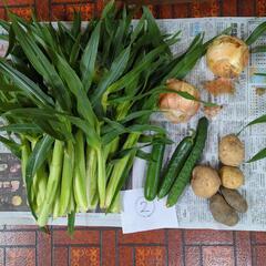 【決定済】野菜とヤングコーンのセット