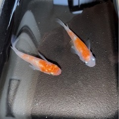 寿(コトブキ)メダカ 有精卵10個➕α