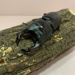 ホペイオオクワガタ　♂♂♀トリオ