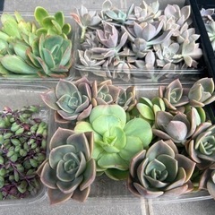 多肉植物たくさんcut多種類の画像