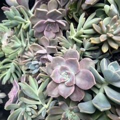 多肉植物たくさんcut多種類の画像