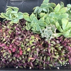 多肉植物たくさんcut多種類の画像