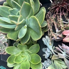多肉植物たくさんcut多種類の画像