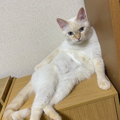 4歳雌