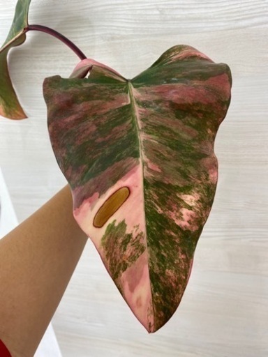 根付いた フィロデンドロン ストロベリーシェイク