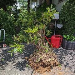 【7月3日に処分予定】サツキ