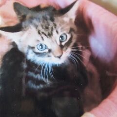 里親さん決まりました。代理投稿　2ヶ月くらいの子猫　キジトラ1匹