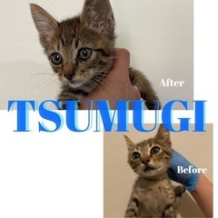 🤍つむぎ🤍好奇心大勢な男の子🐱推定3月末生まれ