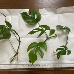 姫モンステラ苗あげます