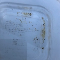 メダカ　白極龍天女の舞　卵販売　240612