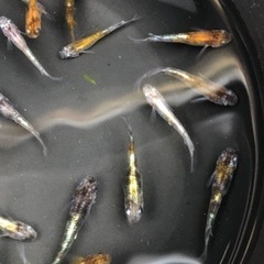 メダカ　花魁　卵販売　240612の画像